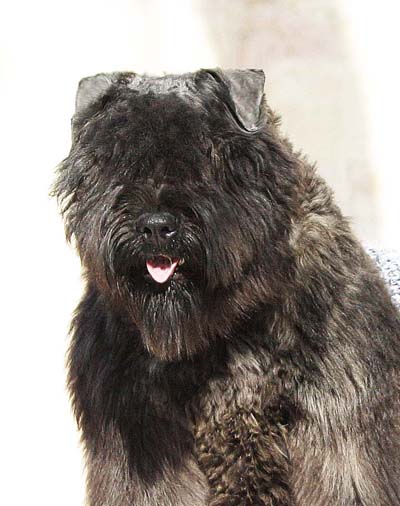 JORDAN LOVE  &copy; Elevage de bouviers des flandres du Clos de la Luette specialis&eacute; pour le bouvier des flandres Copyrigth depose